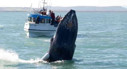 Avistamiento de Ballenas: Consejos para respetar su hábitat y disfrutar el viaje