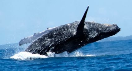 Temporada de avistamiento de ballenas: 3 lugares para verlas en México