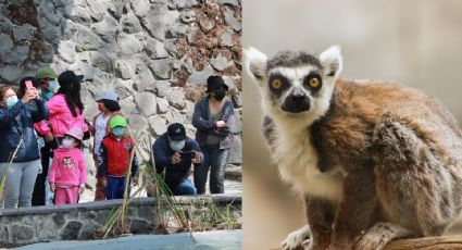 Parque Ecológico de Zacango: COSTOS y HORARIOS de este santuario en 2022