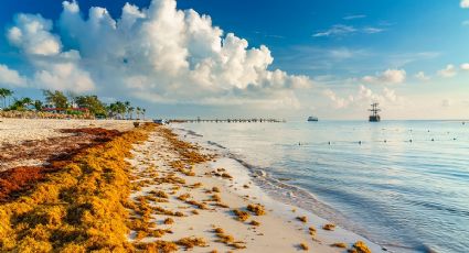 Quintana Roo: Qué hacer si en tu viaje te encuentras sargazo en la playa