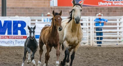 Feria Internacional del Caballo: Cómo llegar a Texcoco en auto o transporte público desde CDMX