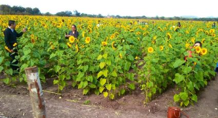 Mocorito, el Pueblo Mágico sinaloense adornado por un campo de girasoles