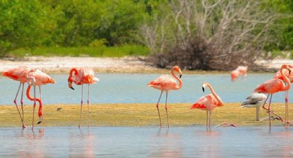 ¿Visitas Holbox? Isla Pájaros, el refugio natural y secreto para las aves de Quintana Roo