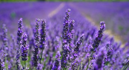 Campos de flores en México para darle la bienvenida a la primavera