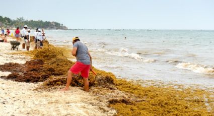 ¿Cuáles son las playas con y sin SARGAZO hoy 16 de abril 2022? MAPA