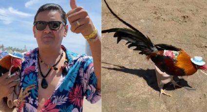 'Él se merece todo' Hombre lleva a su gallo a Mazatlán y se hace VIRAL