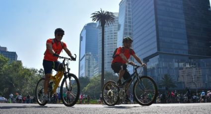 Glorieta de la Palma: Cómo y dónde votar para elegir el nuevo árbol que será colocado