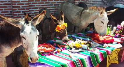 ¿Qué hacer en Otumba si viajas a la Feria Nacional del Burro en Edomex?