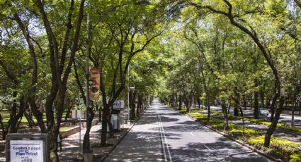 Las calles peatonales más bellas de México para salir a caminar