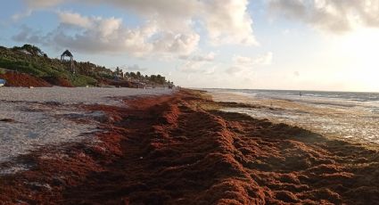 ¿Cuáles son las playas con y sin SARGAZO hoy 22 de mayo 2022? MAPA