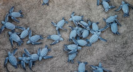 Día Mundial de las Tortugas: 5 mejores playas para hacer liberación de tortugas marinas