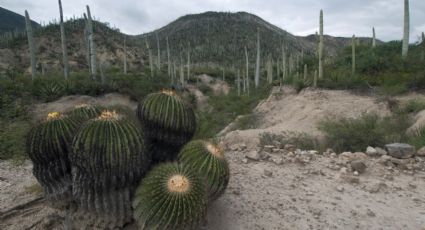 Zapotitlán Salinas, la zona mixteca con sorprendentes cactus para disfrutar los paisajes de Puebla