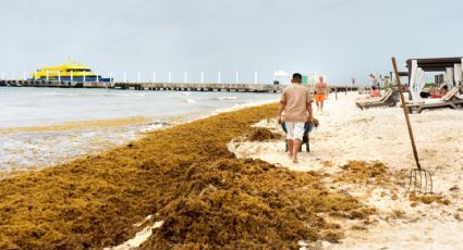 ¿Ya comenzó? Así se encuentran las playas mexicanas ante la llegada del sargazo