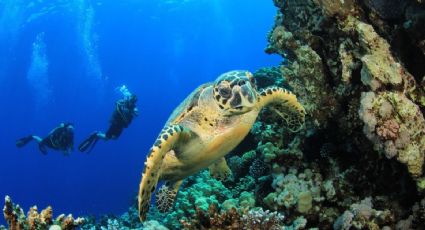 Akumal, el ‘lugar de tortugas’ perfecto para disfrutar del paisaje submarino