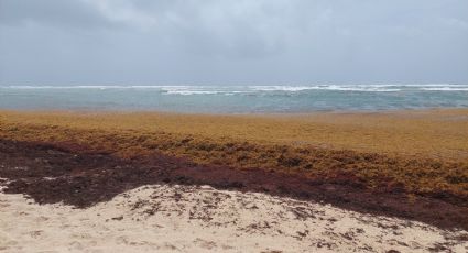 ¿Cuáles son las playas con y sin SARGAZO hoy 29 de mayo 2022? MAPA