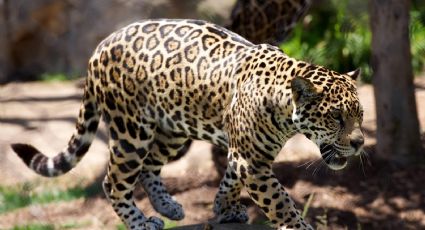 Zoológico de Saint Luois da la bienvenida a dos nuevos leopardos en PELIGRO de extinción