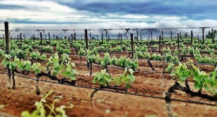 TOP 7 de los mejores viñedos que puedes conocer en México