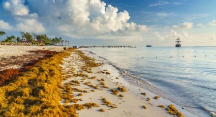 ¿Cuáles son las playas con y sin SARGAZO hoy 7 de mayo 2022? MAPA