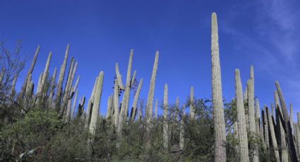 Descubre más de la Reserva de la Biosfera Tehuacán- Cuicatlán en Puebla