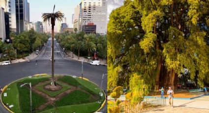 ¡La CDMX decidió! Un ahuehuete será colocado en la Glorieta de la Palma