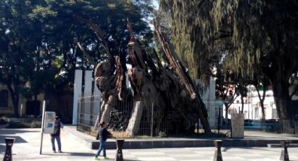 ‘El árbol de la noche triste’, la leyenda del ahuehuete que vio llorar a Hernán Cortés en CDMX