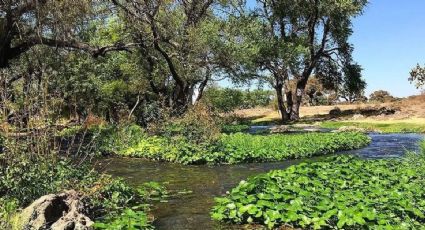 Ventoquipa, el manantial de aguas cristalinas ‘oculto’ en Hidalgo perfecto para el verano