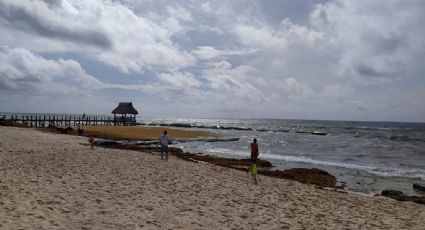 ¿Cuáles son las playas con y sin SARGAZO hoy 19 de junio 2022? MAPA