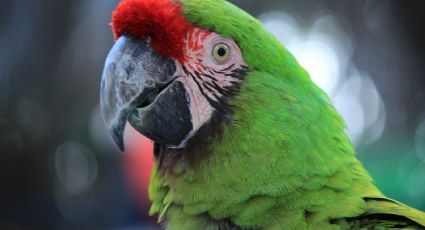 Cerro de la Guacamaya, el último refugio de las aves más bellas que puedes visitar en Querétaro