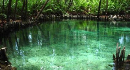 Manantial de Cambay, el paraíso escondido de Celestún que acoge un bosque petrificado