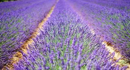 3 Campos de lavanda que debes conocer en uno de tus paseos por las mejores regiones de México