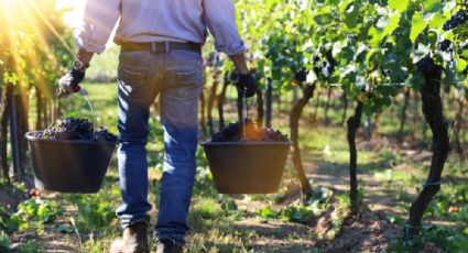 Temporada de Vendimia: 5 curiosidades sobre la fiesta del vino