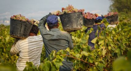 Temporada de Vendimia en Querétaro: ¿Cuándo inicia la fiesta del vino y las catas?