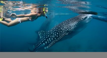 Nado con tiburón ballena: COSTOS y dónde disfrutar de esta mágica experiencia