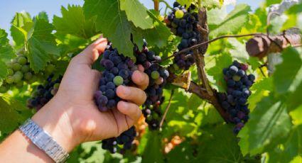 Vendimia en Querétaro: Cuál es el COSTO y las SEDES donde celebrarán la fiesta del vino