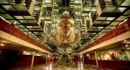 Biblioteca Vasconcelos, el lugar perfecto para descubrir un jardín surrealista