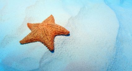 El Cielo, la playa perfecta en Cozumel para nadar entre las estrellas