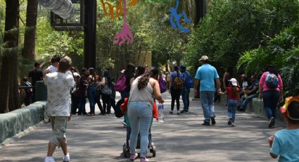 Zoológico de Guadalajara, un verdadero safari que puedes recorrer ¡por los aires!