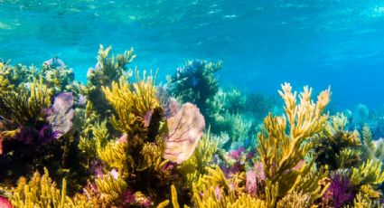 Gran Arrecife Maya, el tesoro marino escondido en el Caribe Mexicano