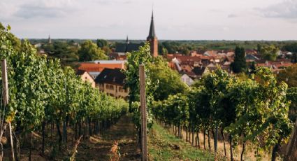 4 viñedos en México que te harán sentir como en la toscana italiana