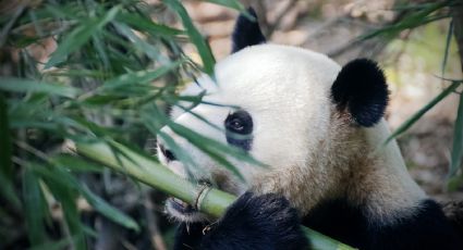 ¡Feliz cumpleaños! Así puedes festejar a los pandas de Chapultepec