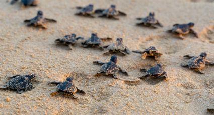 Liberación de tortugas: ¿Por qué no puedes tomar con la mano a las tortugas bebé?