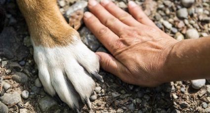 ‘Anda de pata de perro’, cuál es el significado de esta popular frase y su relación con los viajes