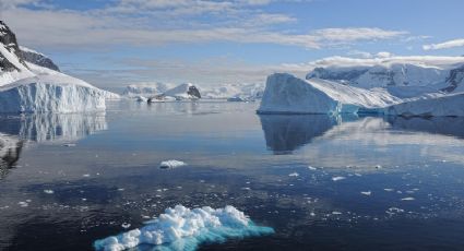 ¿Un mundo por descubrir? Biólogos encuentran "enjambre" de vida marina bajo la Antártida