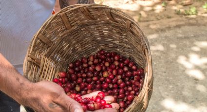 Pluma Hidalgo, el pueblo con raíces cafetaleras que debes conocer en tu viaje a Oaxaca