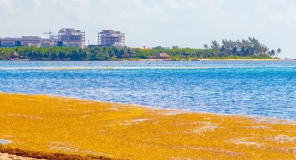 ¿Cuáles son las playas con y sin SARGAZO hoy 12 de julio 2022? MAPA