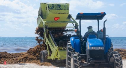 ¿Cuáles son las playas con y sin SARGAZO hoy 14 de julio 2022? MAPA