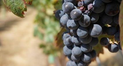 ¿Amante del vino? Llegaron las vendimias a Guanajuato ¡Vívelas en estos tres viñedos!