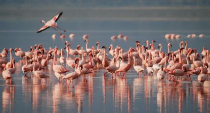 ¡Yucatán se pinta de rosa! Flamencos llegan al estado por la temporada de anidación