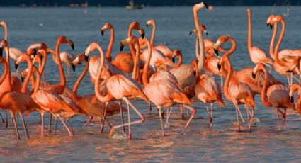 Vámonos a Yucatán: 3 lugares perfectos para ver flamencos rosas en el estado