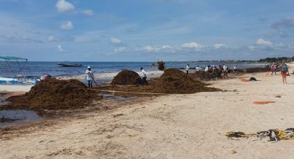 ¿Cuáles son las playas con y sin SARGAZO hoy 19 de julio 2022? MAPA